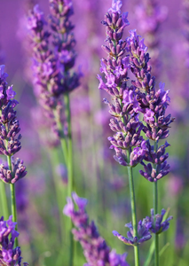 Aceite Esencial de Lavanda Bio (Lavandula Angustifolia)