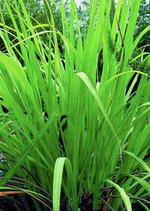 Óleo Essencial de Palmarosa Bio (Cymbopogon Martinii)