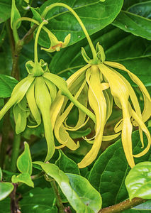 Aceite esencial de Ylang Ylang orgánico (Cananga odorata var genuina)