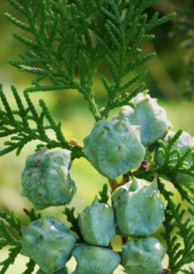 Óleo Essencial de Cipreste Bio (Cupressus sempervirens)