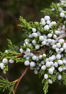 Óleo Essencial de Cedro da Virgínia Bio (Juniperus Virginiana)