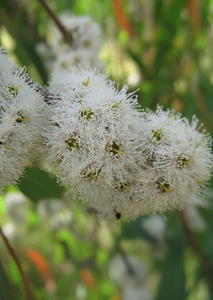 Bio Eucalyptus Radiata Essential Oil (Eucalyptus Radiata)