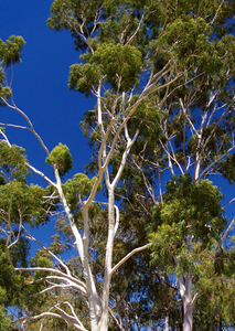 Organic Lemon Eucalyptus Essential Oil (Eucalyptus Citriodora)