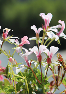 Organic Rose Geranium Essential Oil (Pelargonium graveolens var roseum)