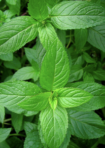 Aceite Esencial de Menta Orgánico (Mentha x Piperita)