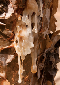 Óleo Essencial de Incenso Bio (Boswellia Carterii) - Frankincense