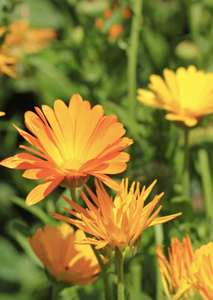 Óleo Macerado de Calêndula (Calendula Officinalis)