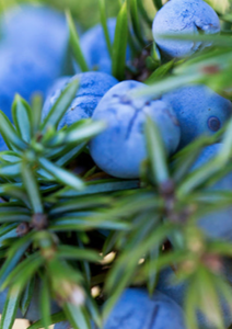 Óleo Essencial de Zimbro Bio (Juniperus Communis)