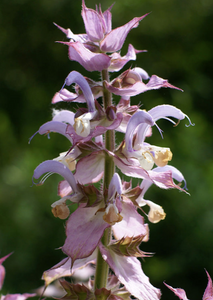 Óleo Essencial de Salva Esclareia Bio (Salvia Sclarea)