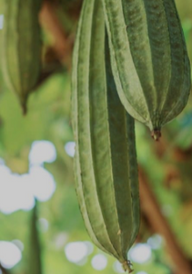 Esponja Vegetal (Luffa o Lufa Vegetal)